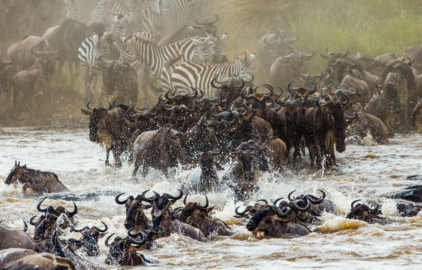 Wildebeest and zebras crossing through the waters and grasslands for The Great Migration in East Africa