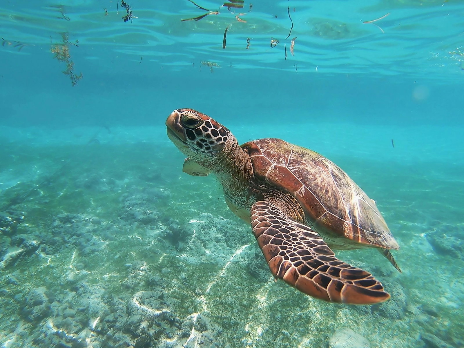 Green sea turtle swimming in bright ocean in Moalboal