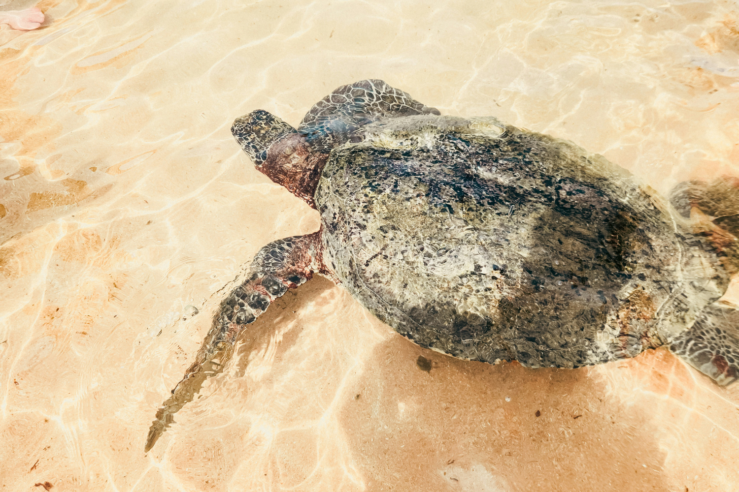 Green sea turtles paddling in the shallows 