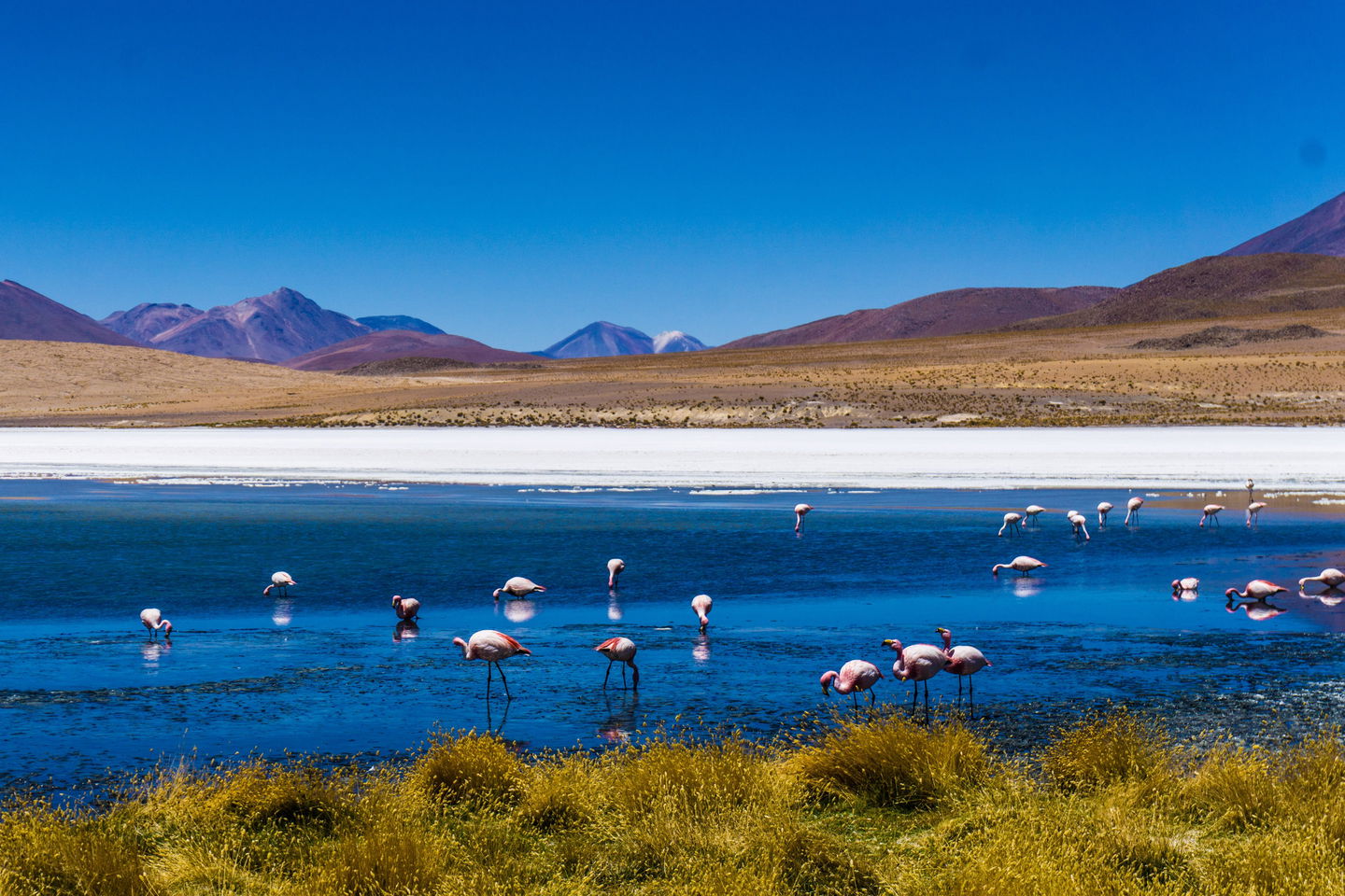 Landscape picture of flamingos on the bright blue Lake in the Salt Flats