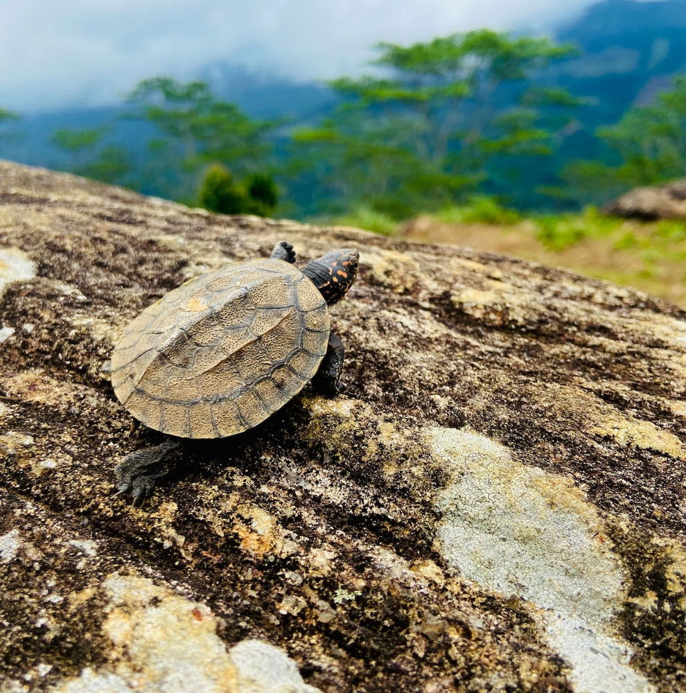 A baby turtle on a log