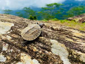 A baby turtle on a log