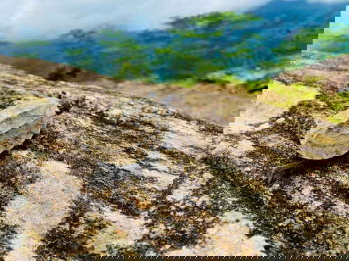 A baby turtle on a log