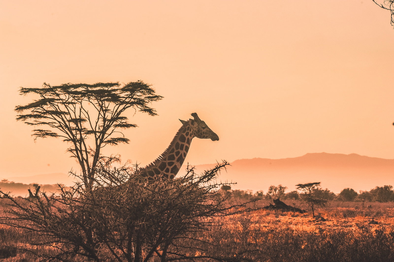 Giraffe in Kenya