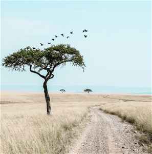 Tree in Masai Mara National Reserve, Kenya 