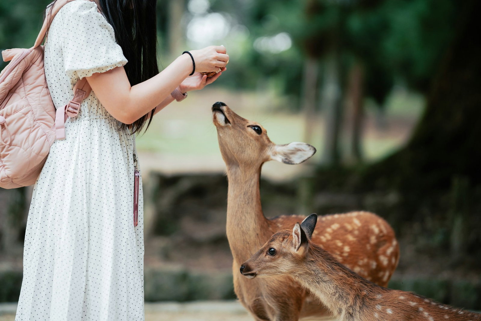 Woman wearing white dress feeding two deer in forest
