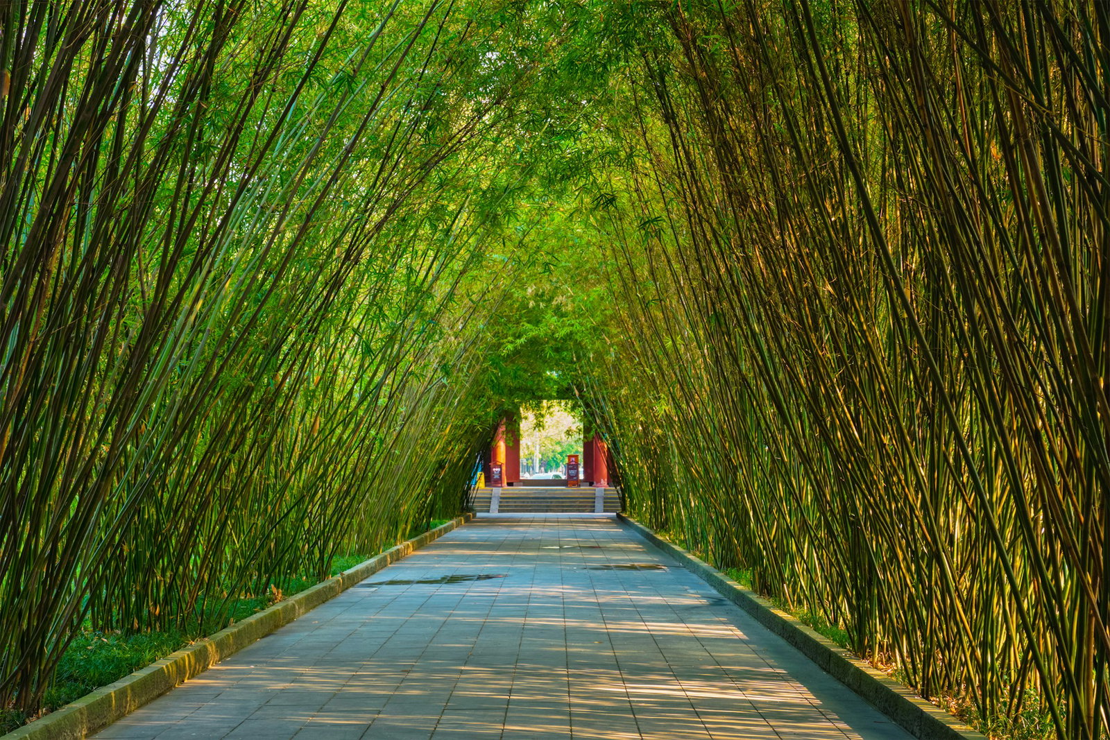 Bright green bamboo trees lining wide path with orange Torii gates in the distance