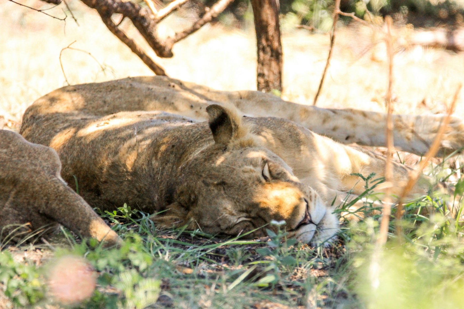 Lioness lying on dry grass next to tree in the shade, Big 5 Animals South Africa