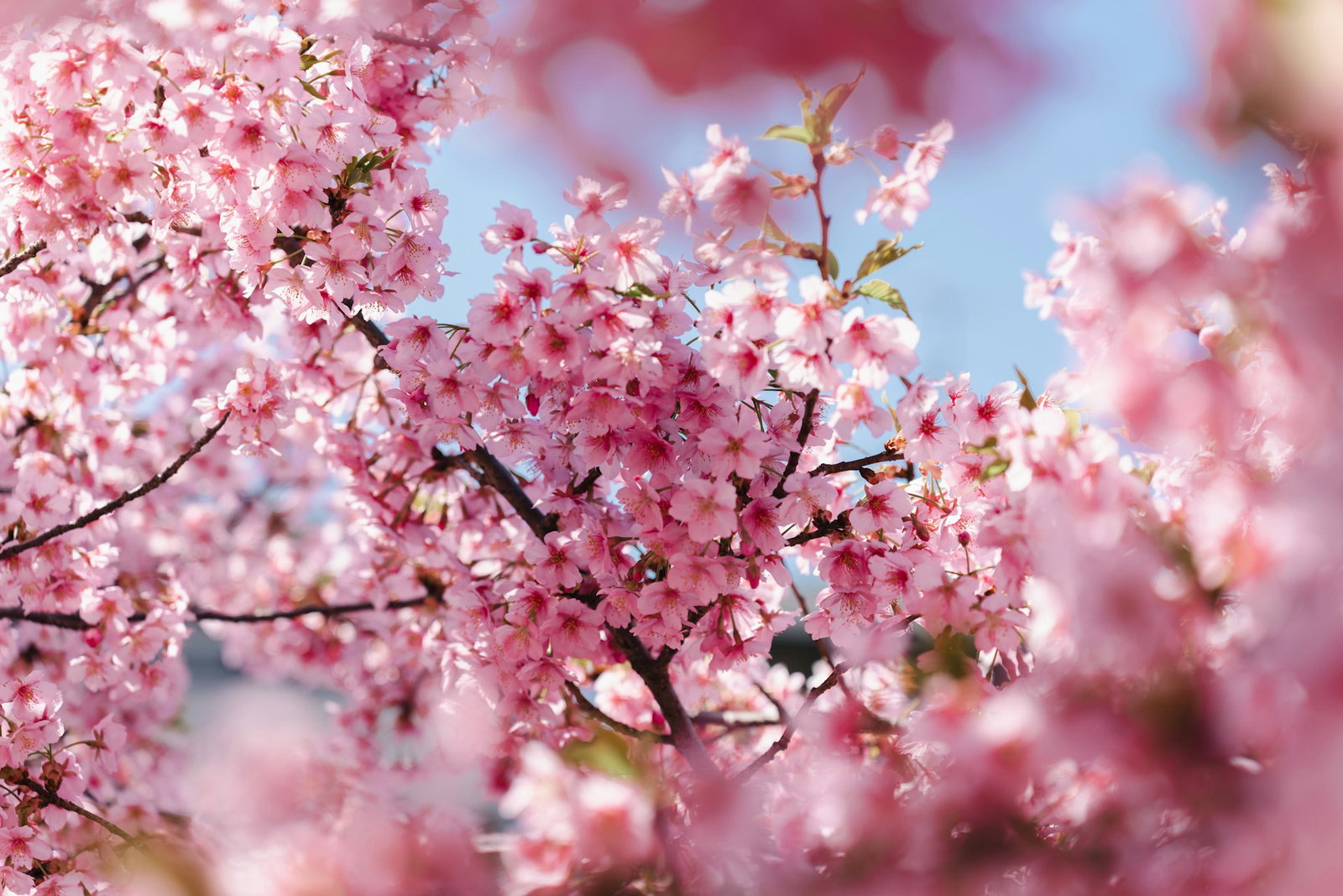 Vibrant pink cherry blossoms up-close