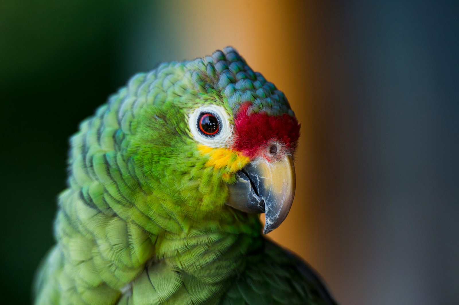 Rainbow scarlet macaw with green feathers, red and black eyes, and a red blue and yellow nuzzle