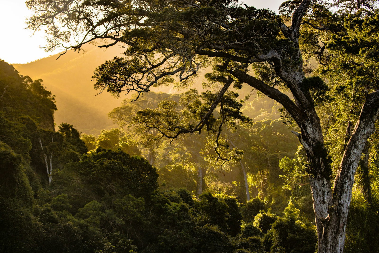 Emerald forest with sundrenched hills above, a tree with pale wood covers the right side, Garden Route South Africa