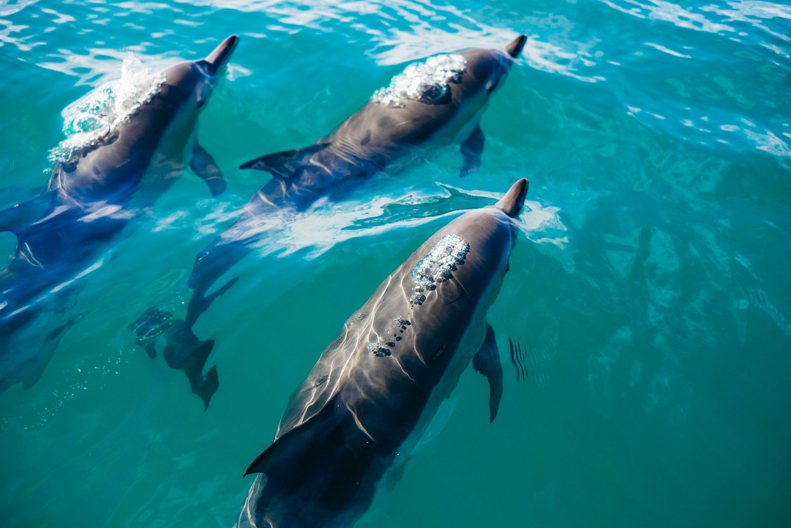 Dolphins in Kaikōura sea