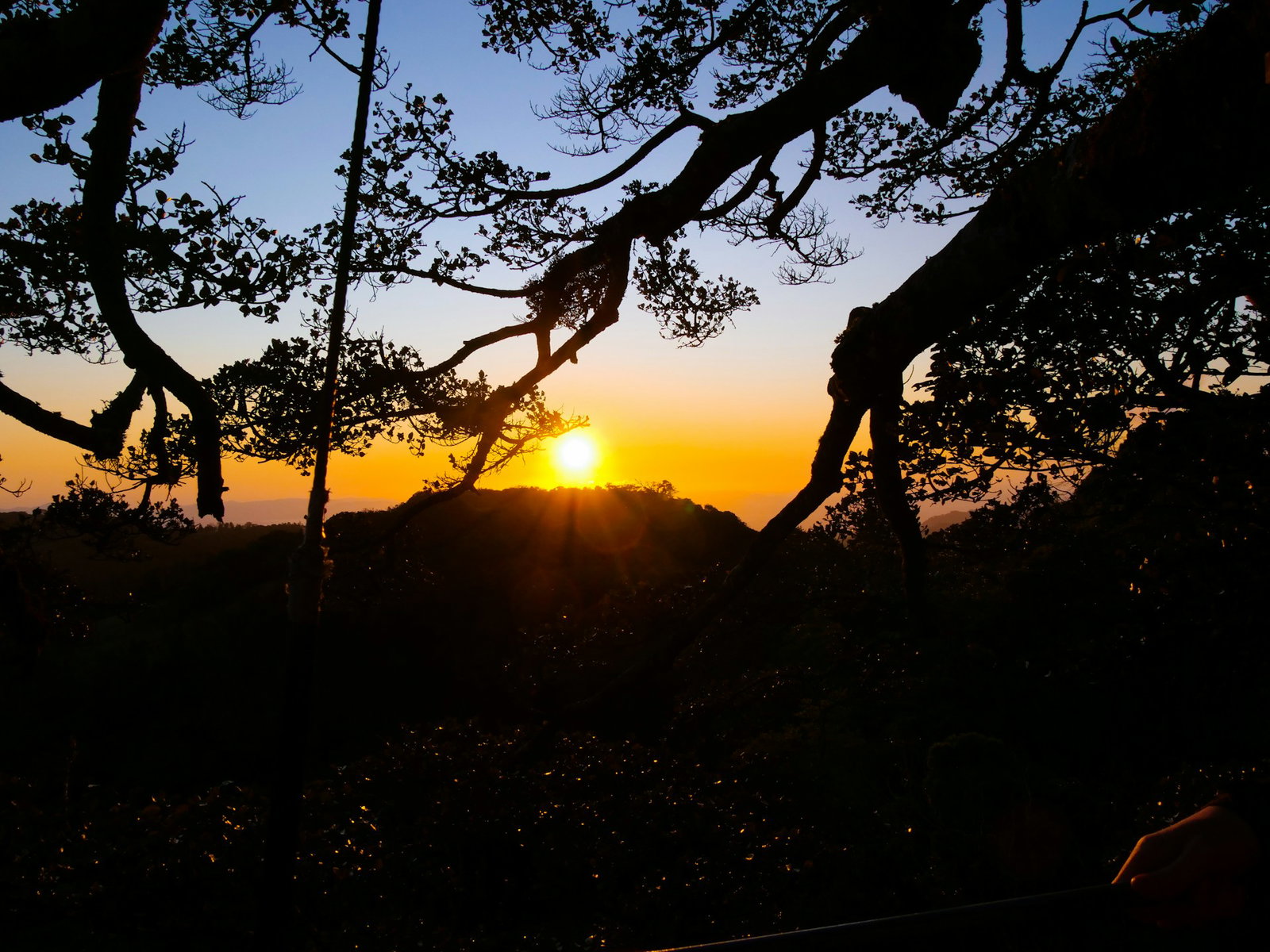 Dark forest with orange and blue sunset with bright gold sun in the centre