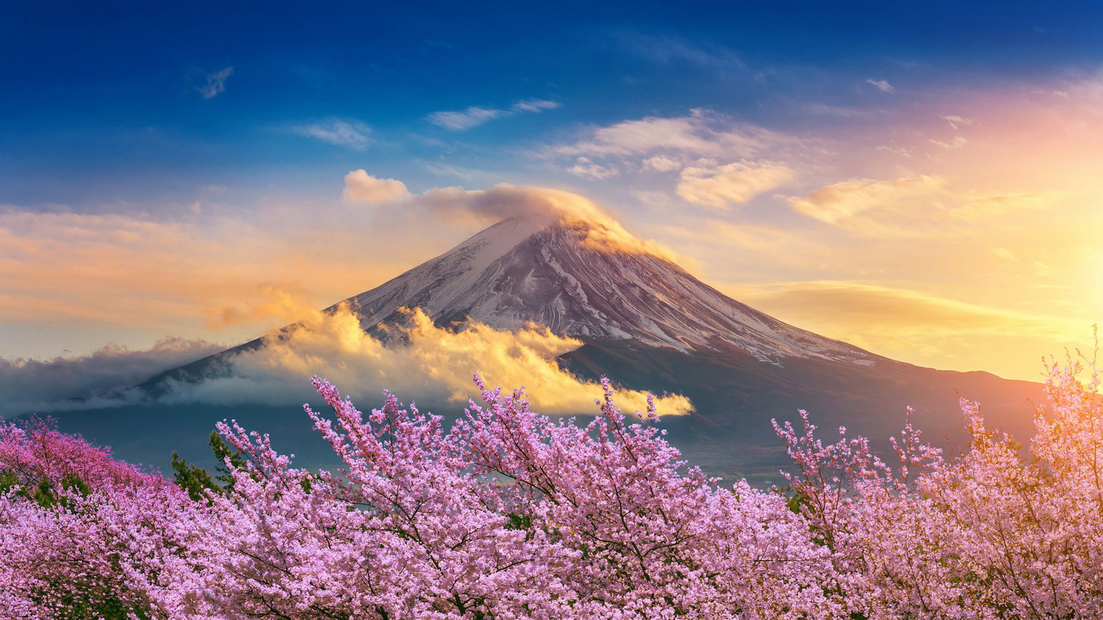 Mount Fuji at dawn with cherry blossom trees below
