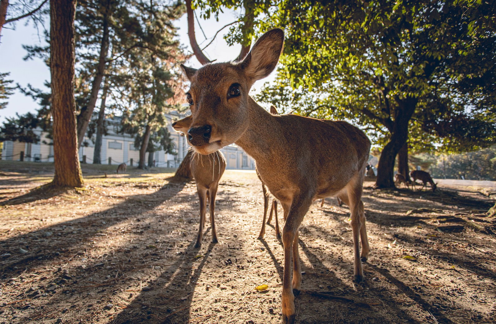 up-close shot of happy deer with a few of its deer friends in the distance surrounded by trees and dry grass