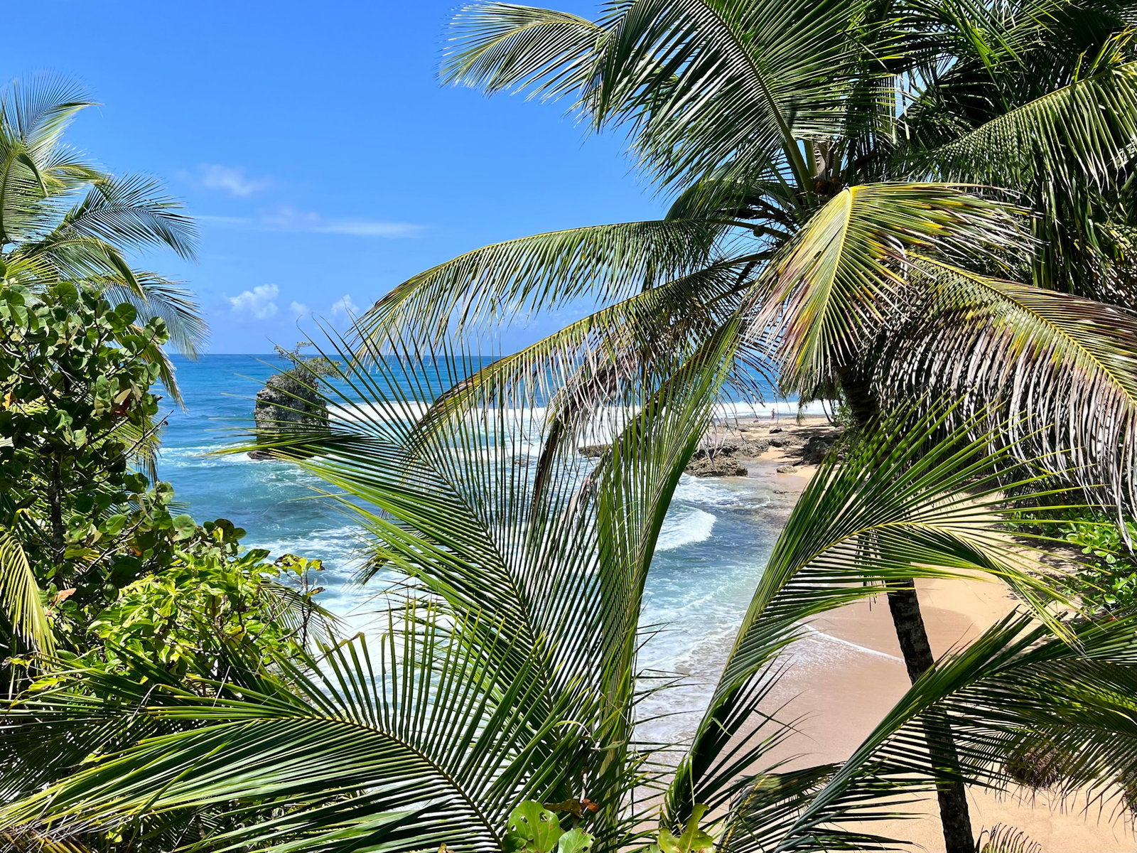 Close shot of green palm trees with golden sand below and bright blue ocean with rock in water and clear blue sky