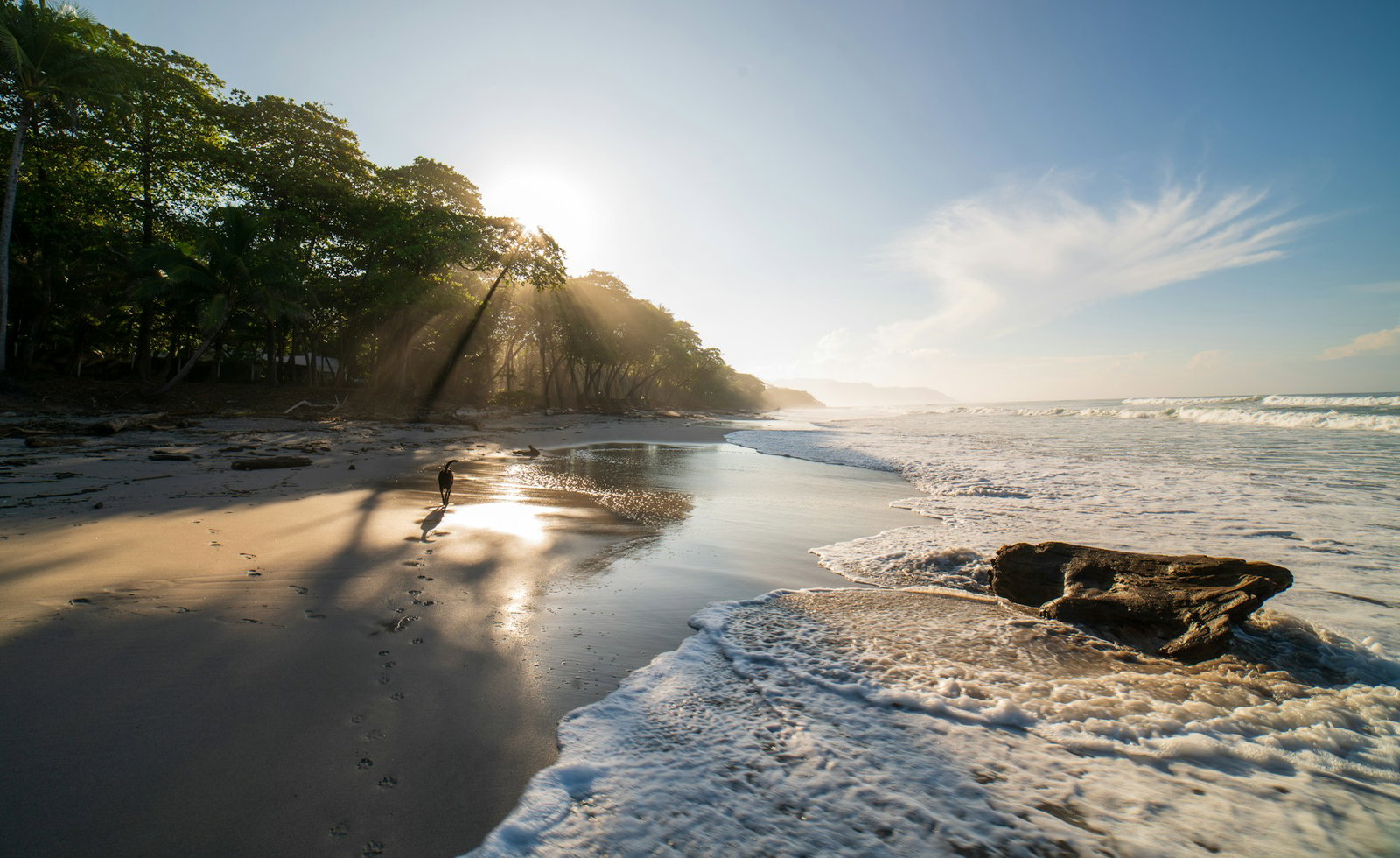 Deserted beach with pale blue sunny sky, green forest to the left and dog running through the pale sand with the tide close