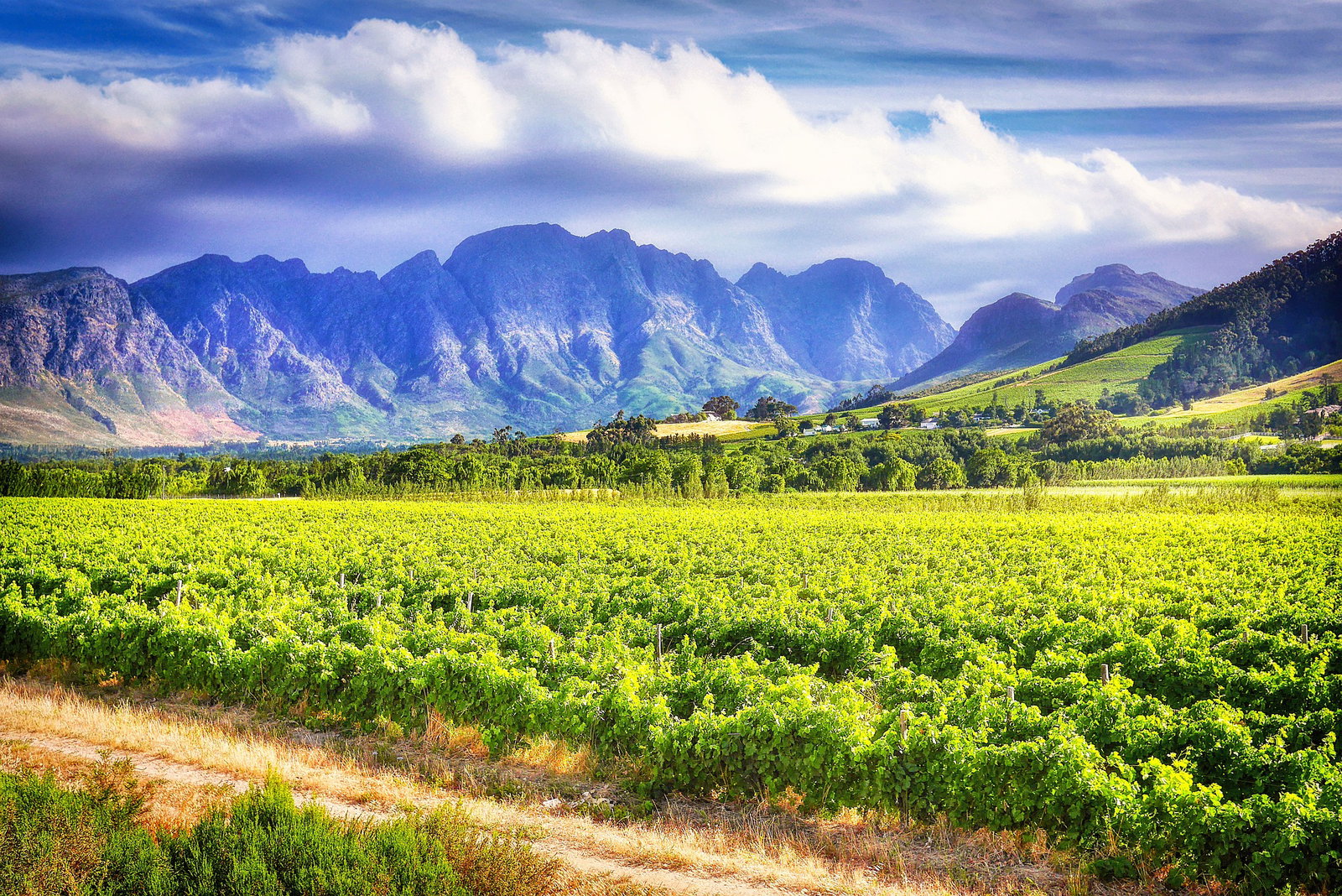 Beautiful emerald vineyard rows with hills and blue mountain in the distance on a cloudy day, Stellenbosch South Africa