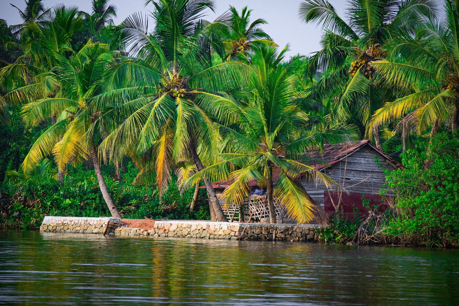 Lush jungle palm trees with small wooden hut by dark river
