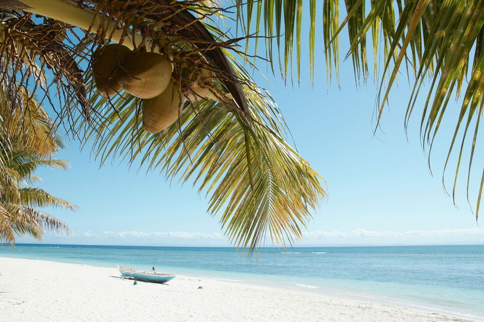 Palm tree on a sandy beach