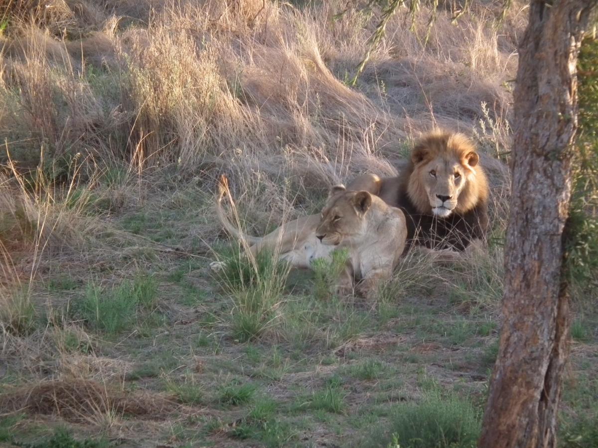 Two lions laying in long grass