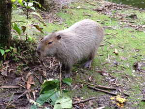 A capybara standing amongst leaf litter