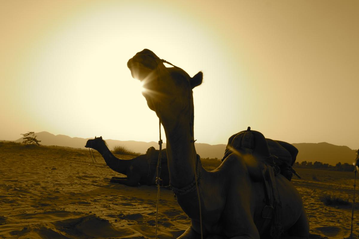 Camels resting on sand with a bright sun shining down