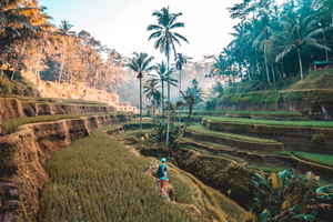 Person in Ricefields Tegallang, Indonesia 