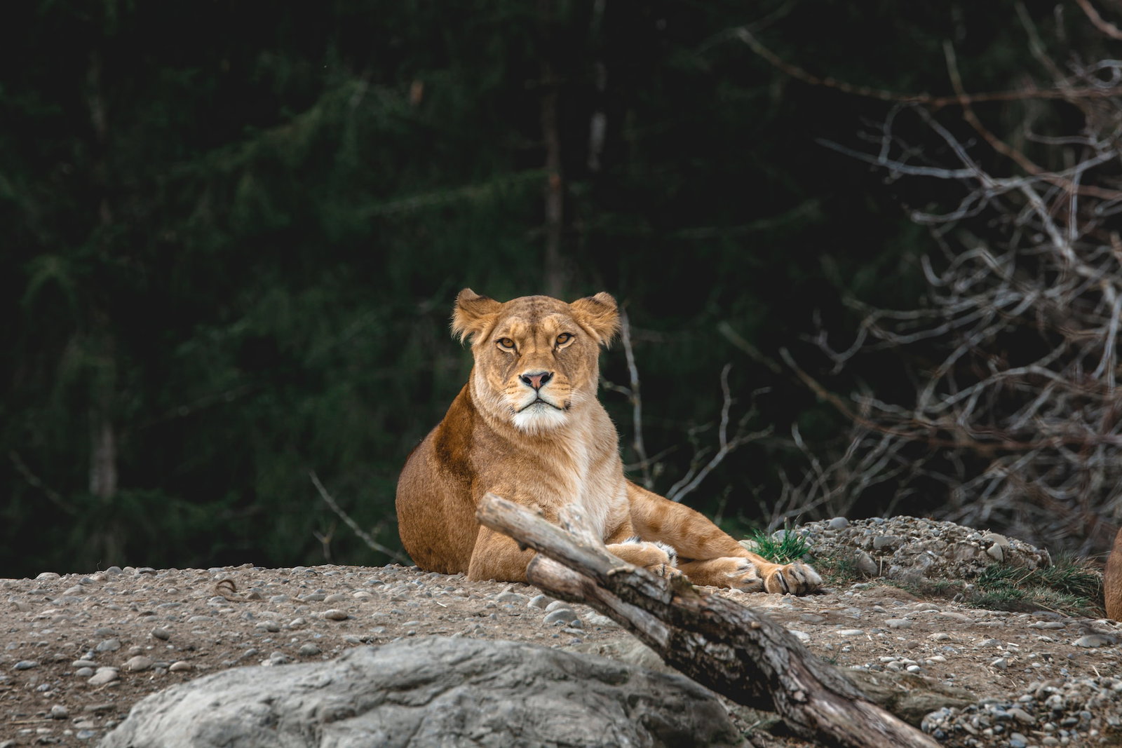 Lioness sits on a rock with its ears pricked up