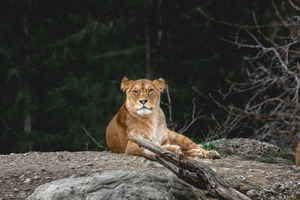 Lioness sits on a rock with its ears pricked up