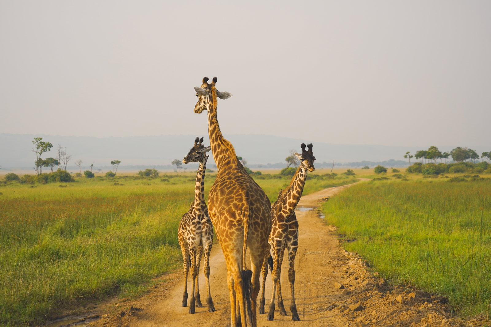 Giraffe family in Masai Mara National Reserve, Kenya 