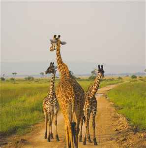 Giraffe family in Masai Mara National Reserve, Kenya 