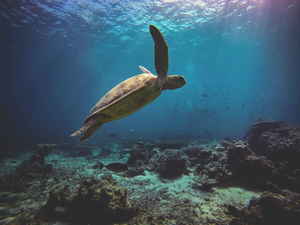 Green turtle in the ocean in Malaysia 