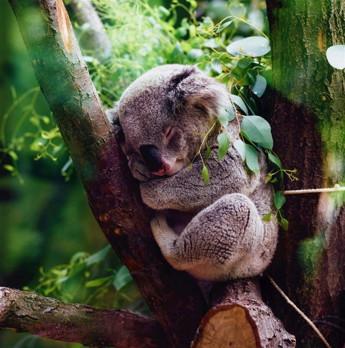 Volunteer with koala's in Australia