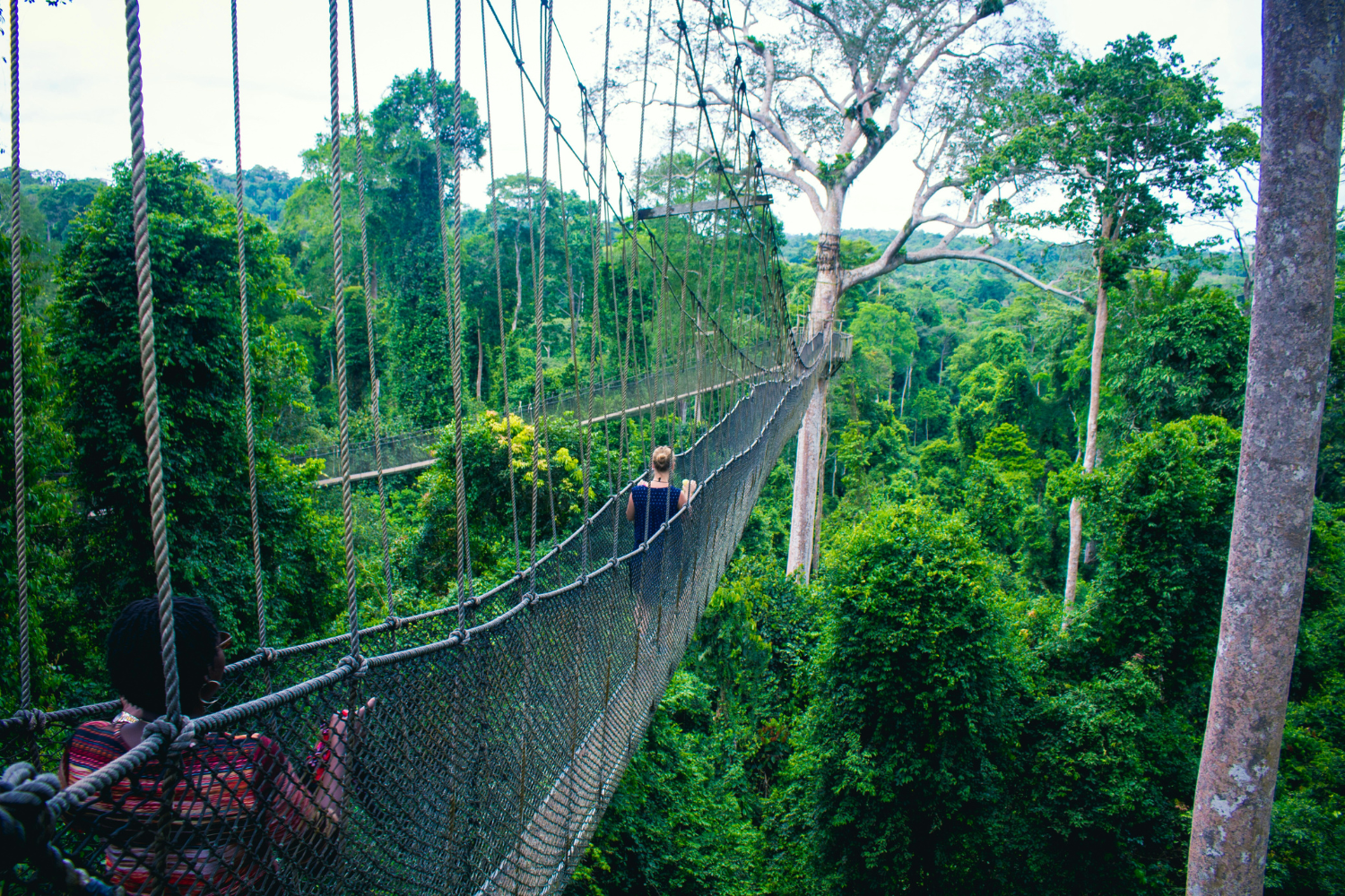 Travellers walking along canopy walkway above the rainforest in Kakum National Park