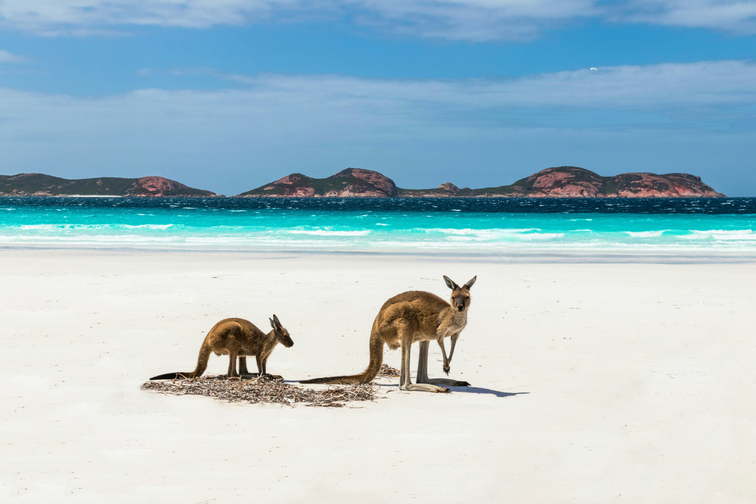 Kanagroos on the beach at Lucky Bay in Western Australia, with bright blue ocean waters in the background