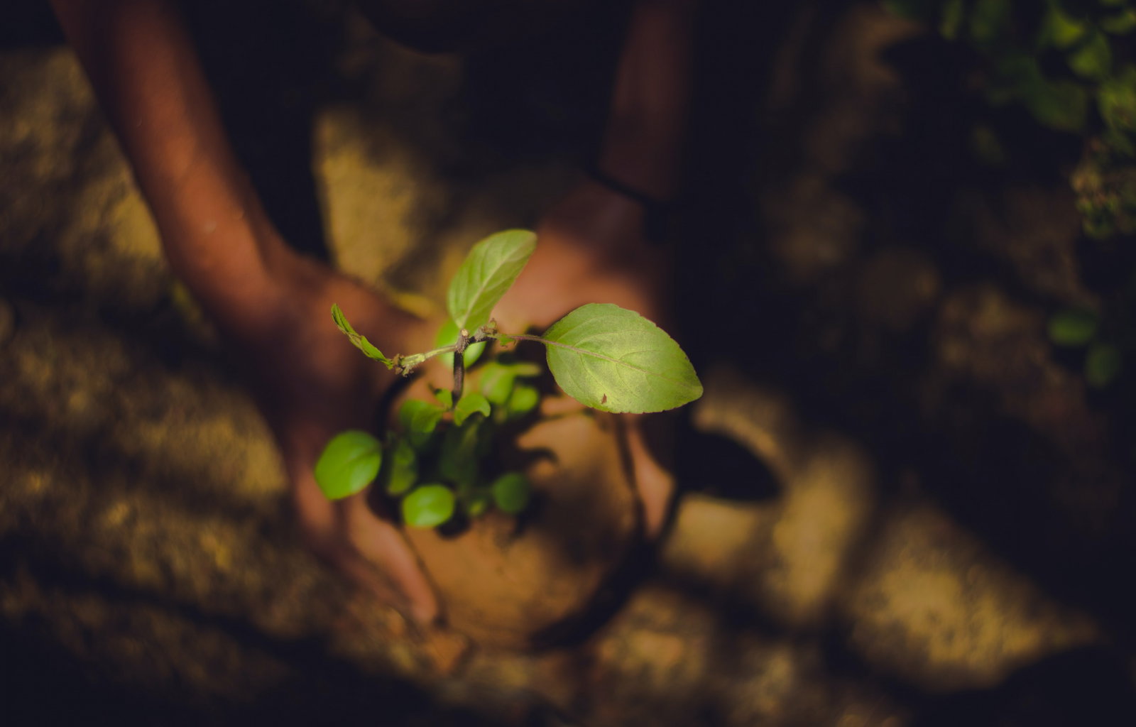 A hand holding a small plant in a mount of dirt