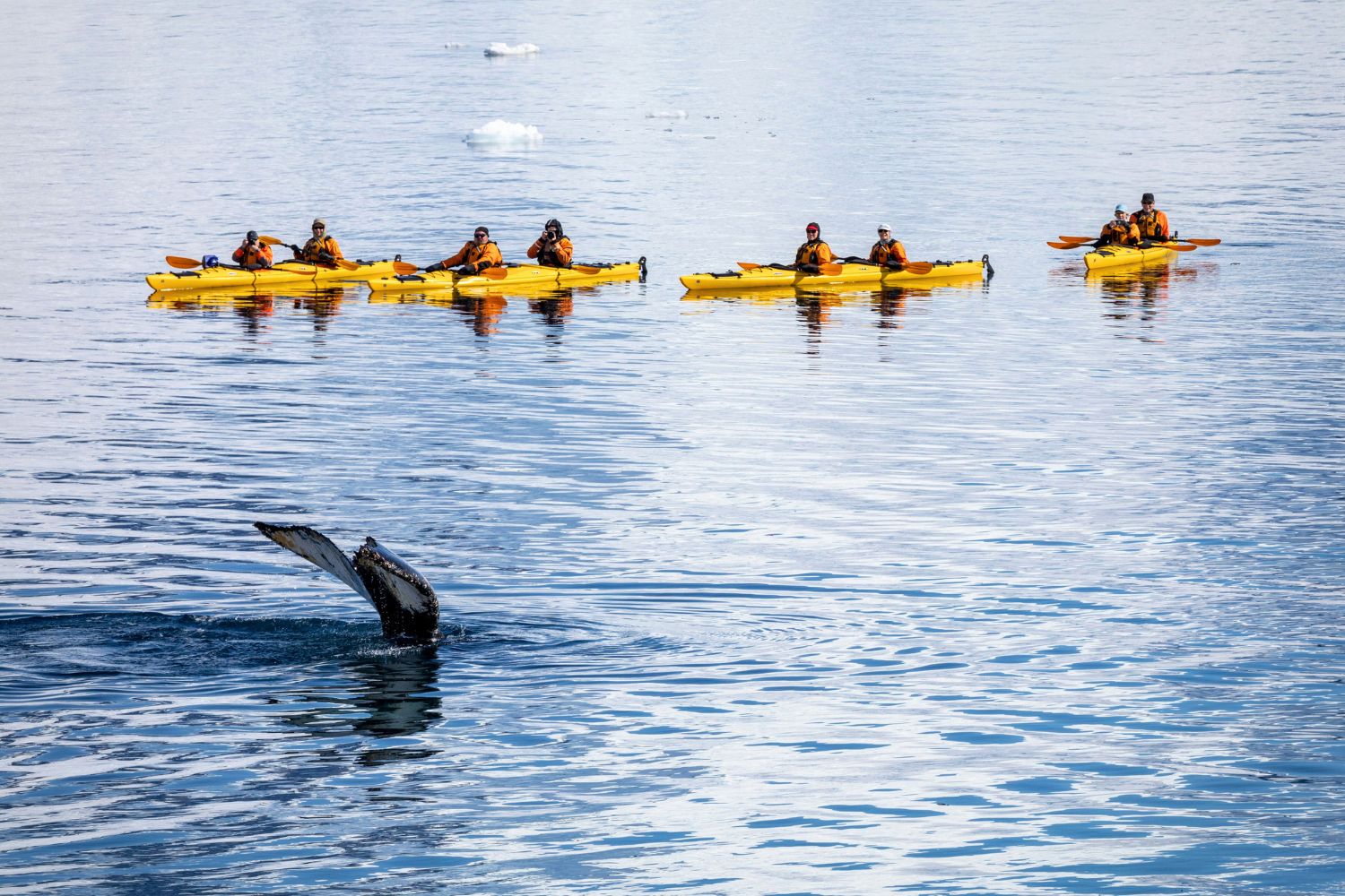 Travellers kayaking near a whale in Antarctica
