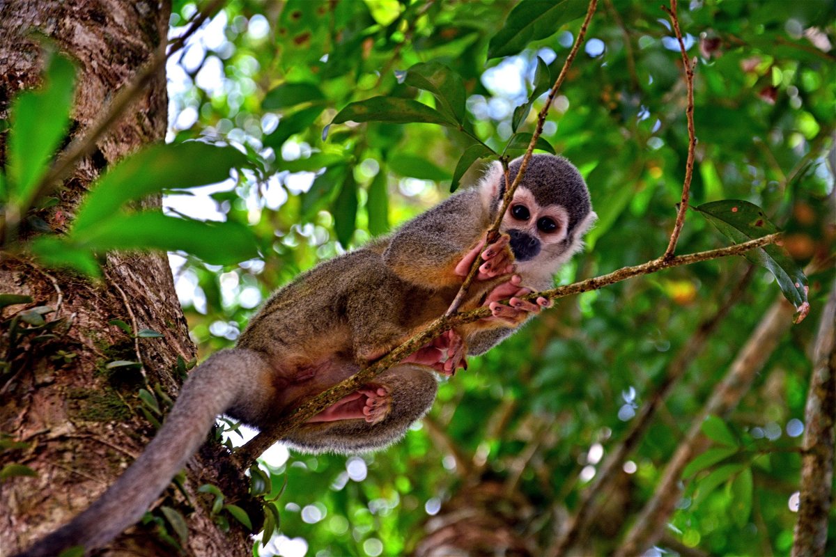 A common squirrel monkey in a tree, Coca, Ecuador