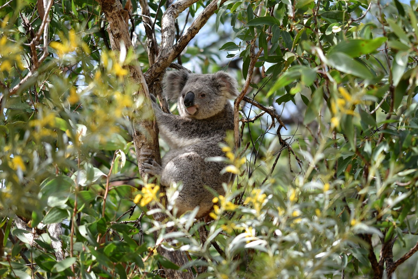 Fluffy koala in a birch treetop surrounded by green leaves on a clear blue day, Australia
