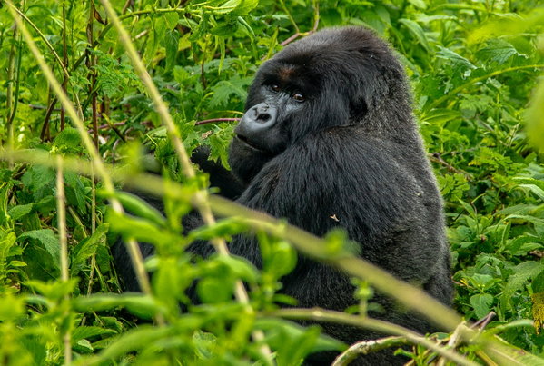 Gorilla in natural wildlife