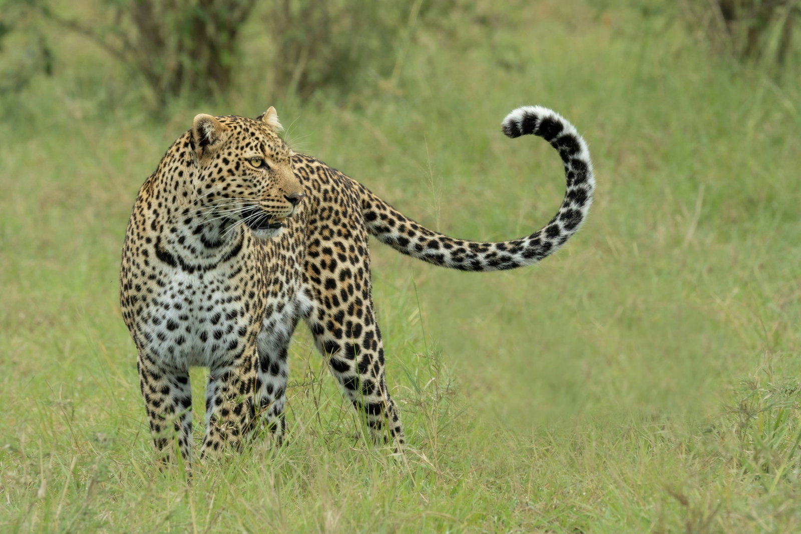 Leopard in grasslands of Kenya