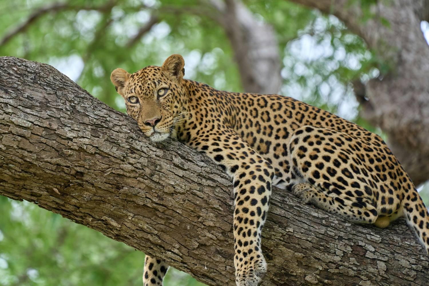 Leopard laying down on a tree branch in South Luangwa in Zambia
