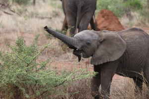 Young elephants near green grass in South Africa