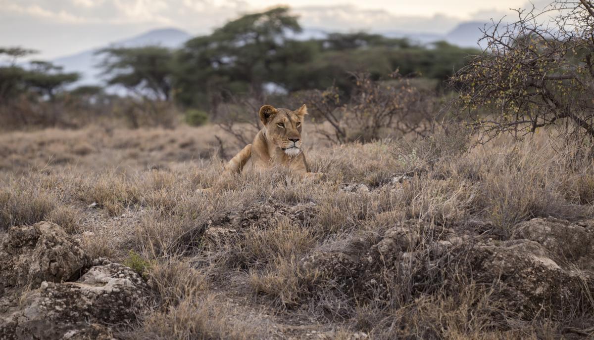 A lioness lying in long grass