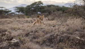 A lioness lying in long grass