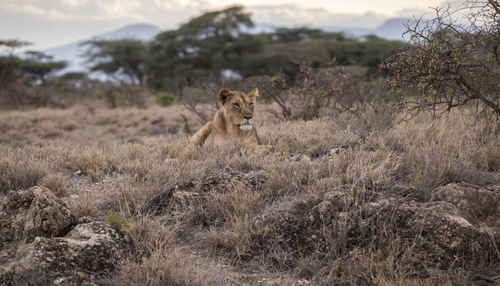 A lioness lying in long grass