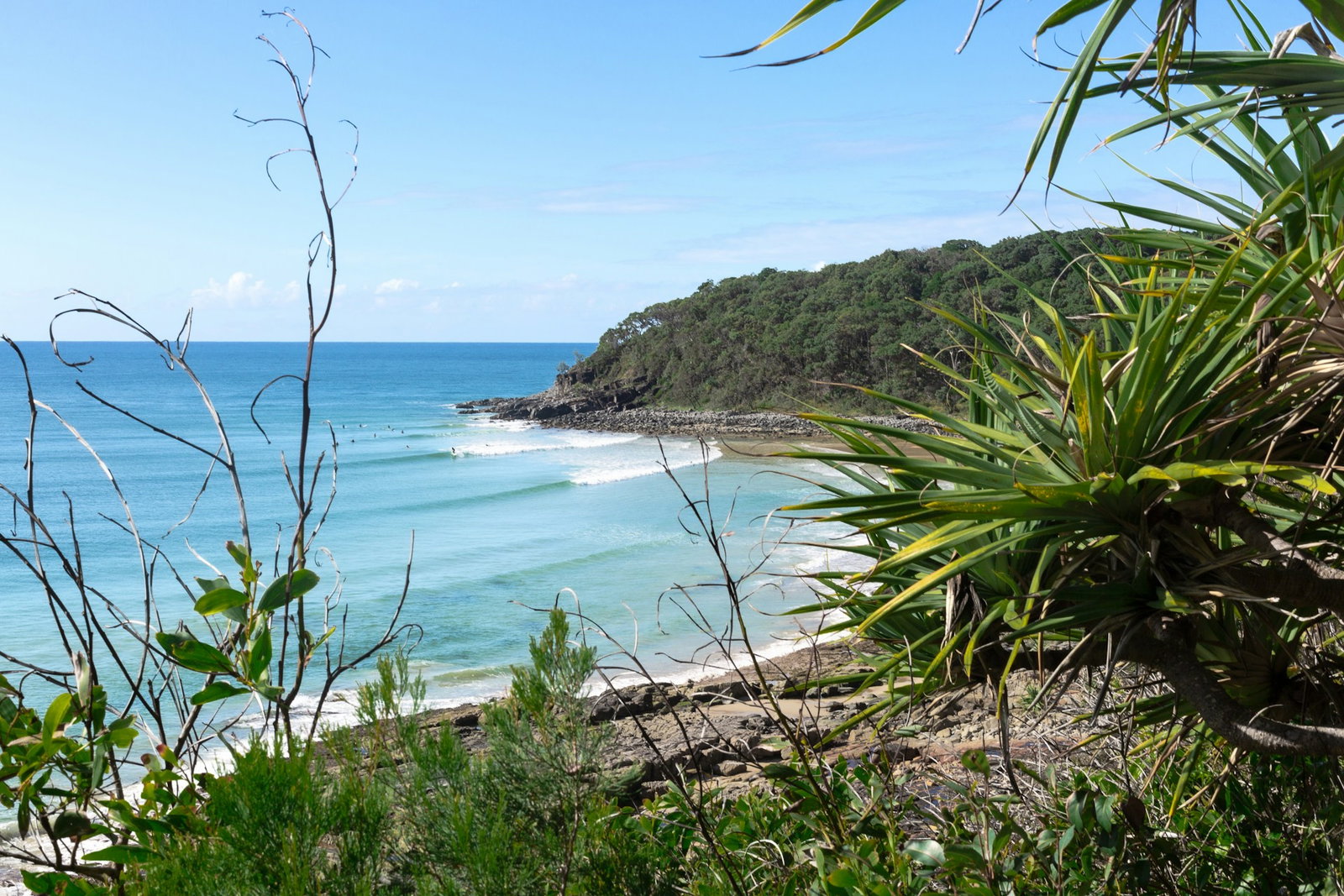 Tropical flora surrounding grey rocks and beach with blue ocean on clear day, forest in distance, Australia