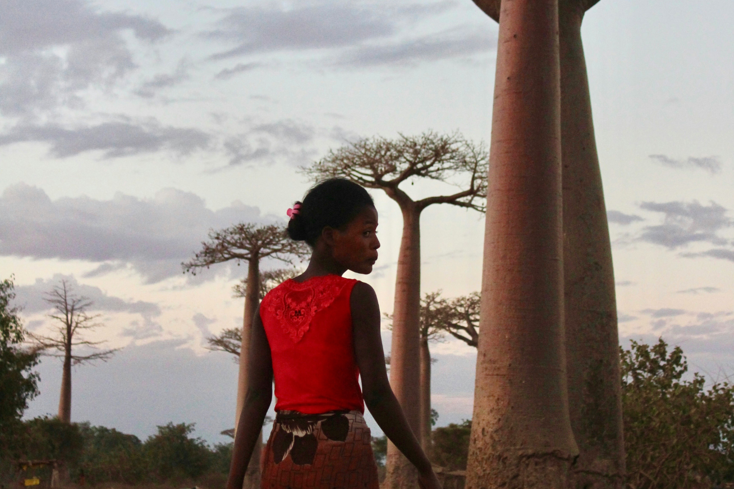 Local Malagasy walking through the Avenue of Baobabs   