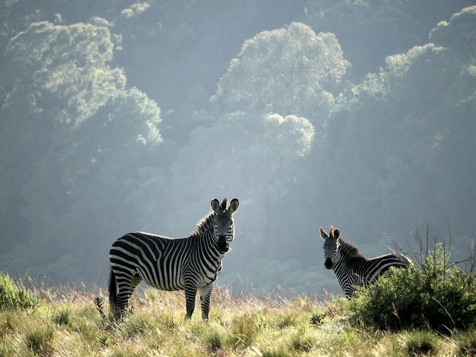 Zebra in Malawi Africa